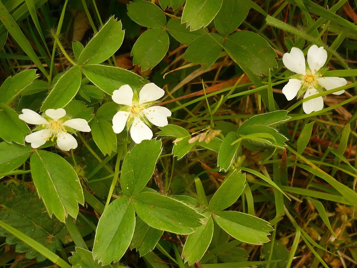 Potentilla montana (Rosaceae)